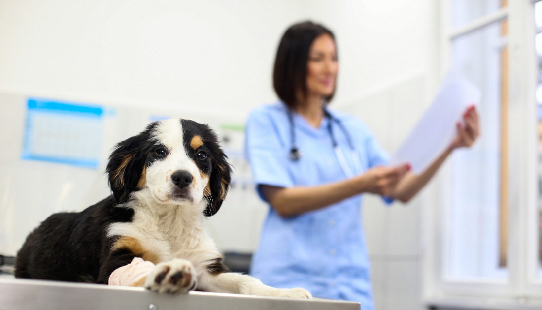 average veterinarian salary