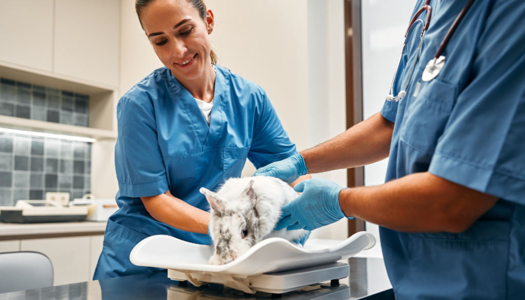 How To Qualify For A Veterinary Practice Loan